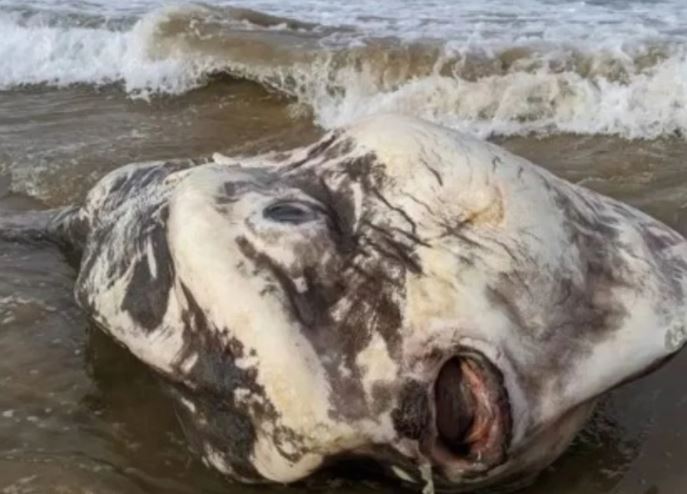 La aterradora criatura marina que apareció en una playa de Australia y desconcierta a los científicos