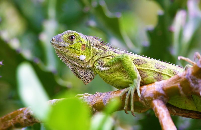 Imágenes sensibles: Matanza de iguanas en Zulia pone en riesgo el equilibrio ecológico