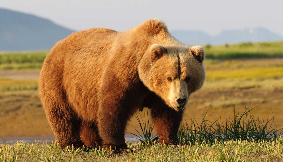 “Con un ladrillo me atacó en la cabeza”: Un oso de 450 libras lo agredió salvajemente dentro de su casa en Colorado