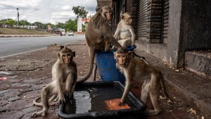¿Cómo se vive en la ciudad de Tailandia que fue invadida por miles de monos? (FOTOS)