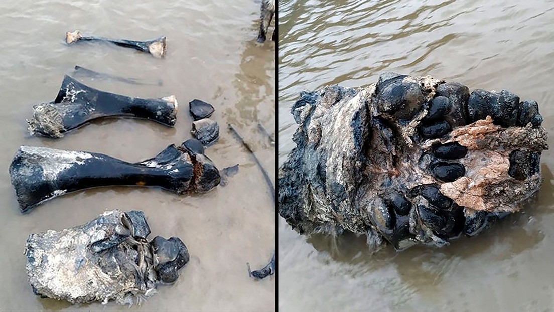 Hallan huesos y tejidos de mamut bien conservados en un lago del ártico ruso (Fotos y video)