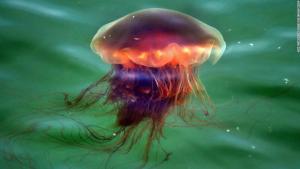 La CLAVE de la velocidad de las medusas que podría usarse en vehículos