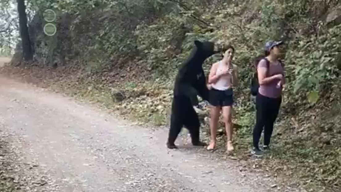 ¡SUSTO! Oso negro la abrazó de sorpresa, y ella mantuvo la calma y se tomó una selfie (Videos)