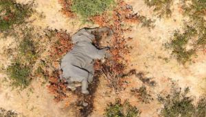 Descubren la causa de la misteriosa muerte de cientos de elefantes en África