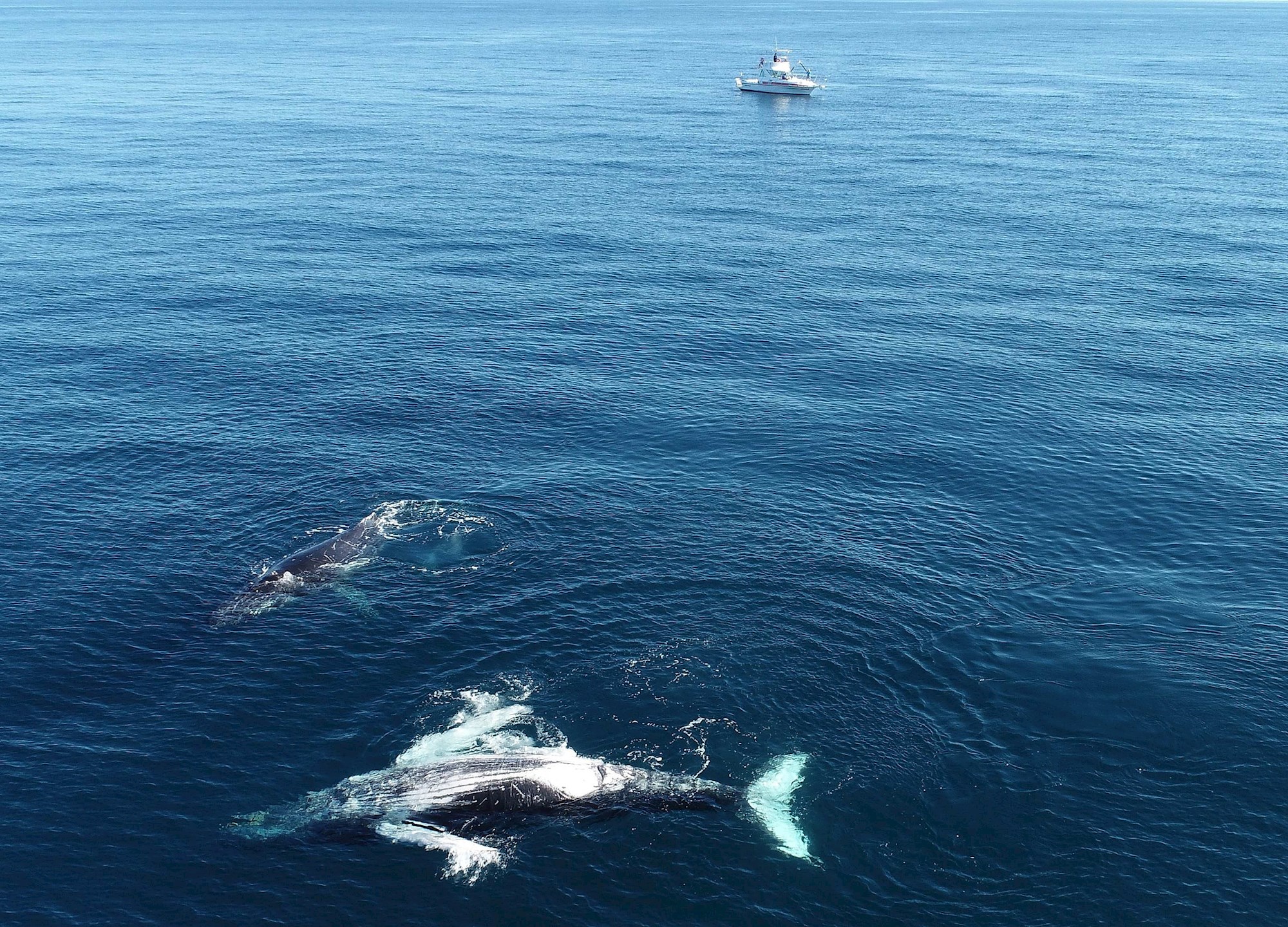 El silencio de la pandemia atrae a las ballenas hacia el litoral de Brasil