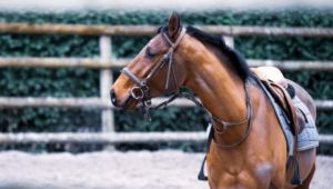 Se multiplican los misteriosos casos de caballos mutilados y torturados en Francia