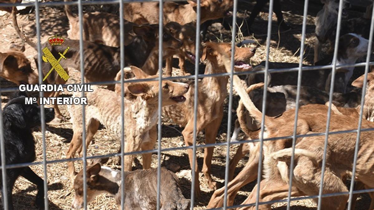 La Guardia Civil rescata a 41 perros desnutridos de una finca en España (Fotos)