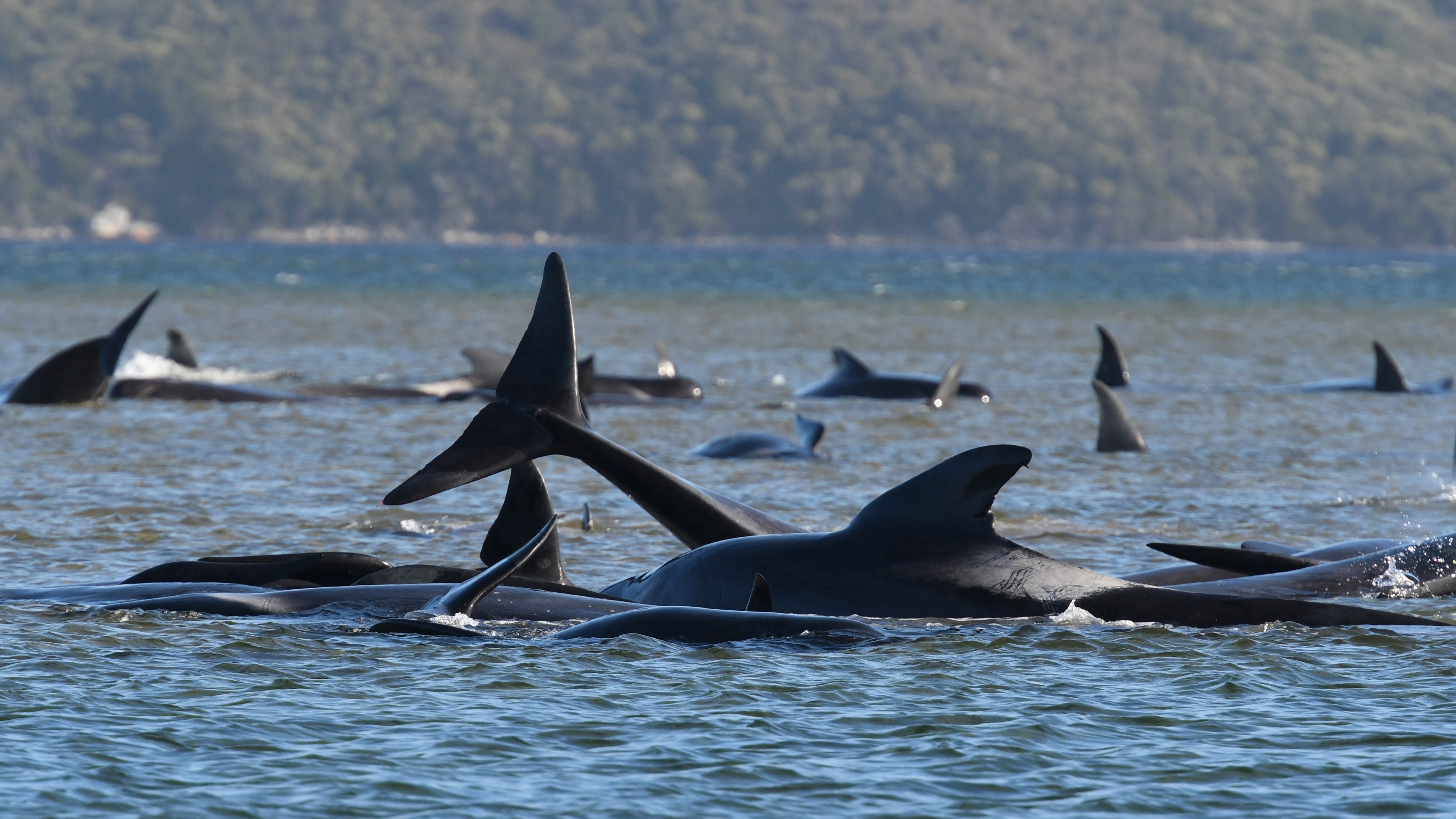 Lograron rescatar a 70 ballenas de las cientas que están varadas en Australia