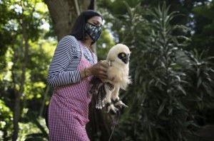 AP: Venezolanos cuidan animales heridos que se acercaron a las urbes durante la pandemia