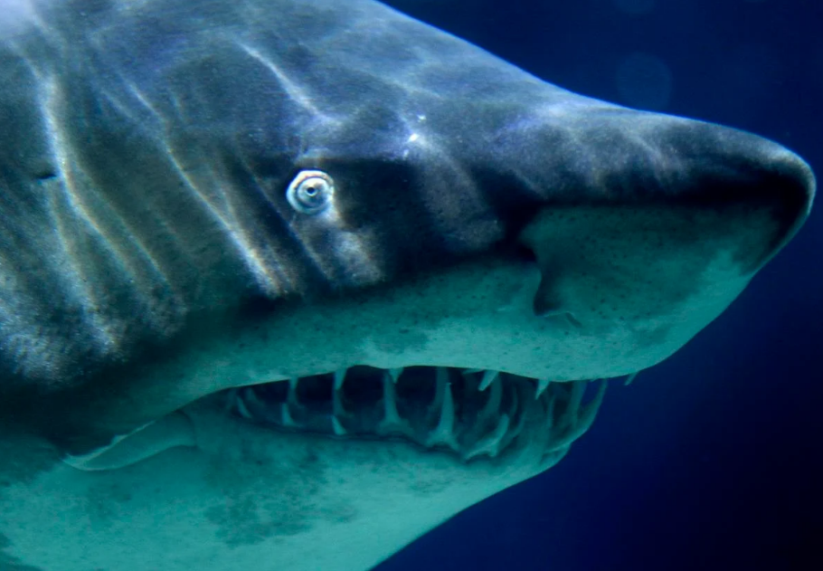 Una vez en un millón: Pescaba tranquila y avistó una de las especies más peligrosas del mar (Foto)