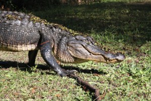 Una familia en EEUU encuentra un caimán de dos metros en su garaje de Florida