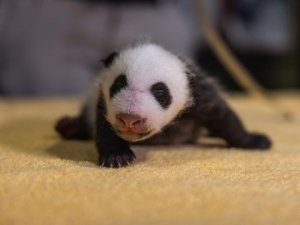 Por qué hizo falta un test de ADN para revelar el sexo de un cachorro de panda
