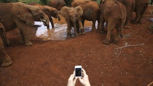 VIRAL: Elefante encontró un iPhone con la cámara encendida y lo puso a prueba (Video)