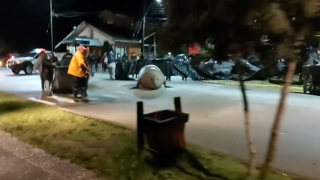 Un ENORME elefante marino se paseó por las calles de Chile (VIDEO)