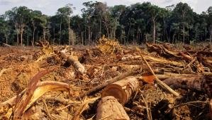 Aumenta la deforestación por las constantes fallas en el suministro de electricidad y gas doméstico