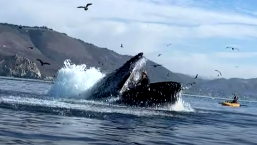 Casi fue devorada por una ballena en California mientras hacía Kayak (VIDEO)