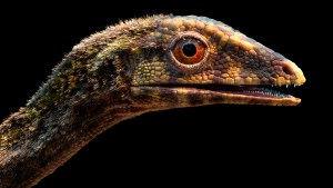 Resuelven misterios de los pterosaurios, reptiles voladores que controlaban los cielos cuando los dinosaurios dominaban la tierra (Fotos)