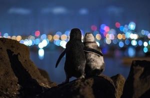 Y la mejor IMAGEN del 2020 es… dos pingüinos abrazados, escena viral a principio de año (Awww)