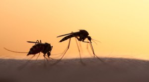 Especialistas aseguran que el cambio climático puede aumentar la transmisión de la malaria en África