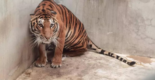 Hallan un tigre decapitado en un falso zoológico en Tailandia