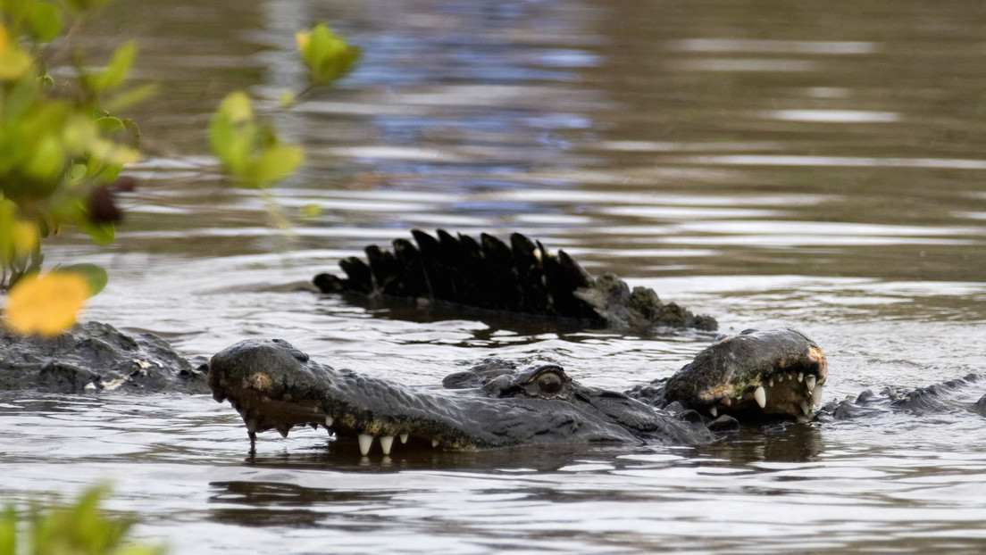 Dos cazadores observaron como un enorme caimán se comió la presa que habían atrapado (Video)