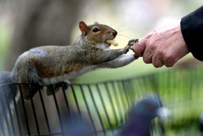 ¡Lo que faltaba! Ardillas salvajes atacan a los habitantes de Nueva York