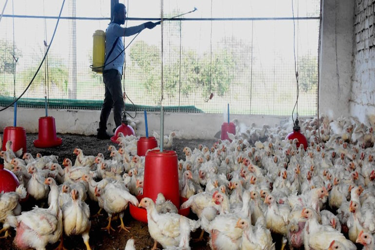 Lo que faltaba: Brotes de gripe aviar se extienden por 10 estados de India
