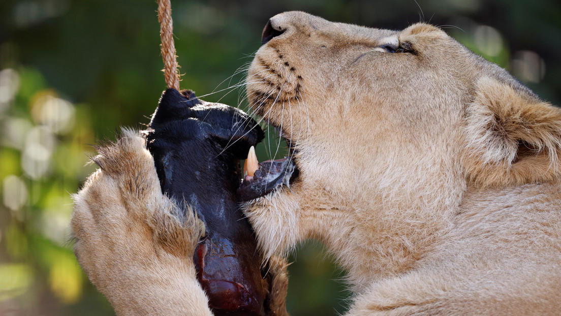 Un humorista británico quiere donar su cuerpo… a los leones del zoológico de Londres