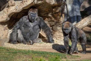 Gorilas dieron positivo por Covid-19 en EEUU: ¿Qué sabe la ciencia sobre los contagios en animales?