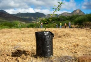 Provita plantó casi ocho mil árboles para contribuir a la restauración ecológica de Macanao