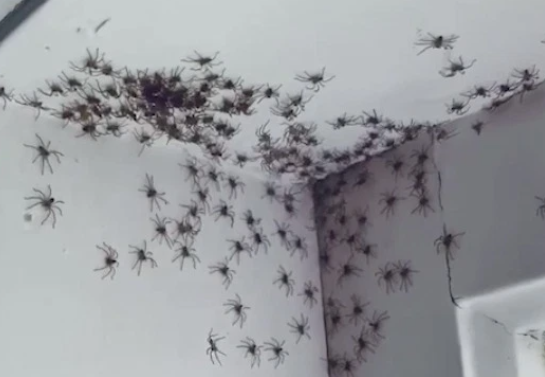 Una madre encontró cientos de arañas escondidas en el cuarto de su hija (VIDEO)