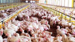 Detectaron más de 40 casos de coronavirus en importante matadero avícola de China