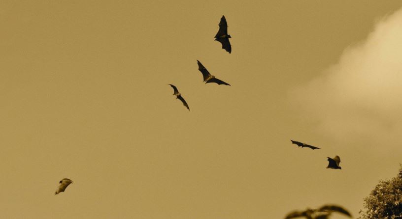 Descubrieron una nueva especie de murciélago con pelaje naranja en una cordillera africana