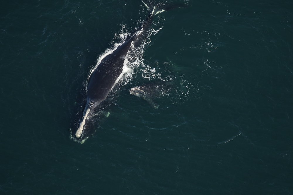Hallaron muerta a una ballena en peligro de extinción en playa de Florida (Fotos)