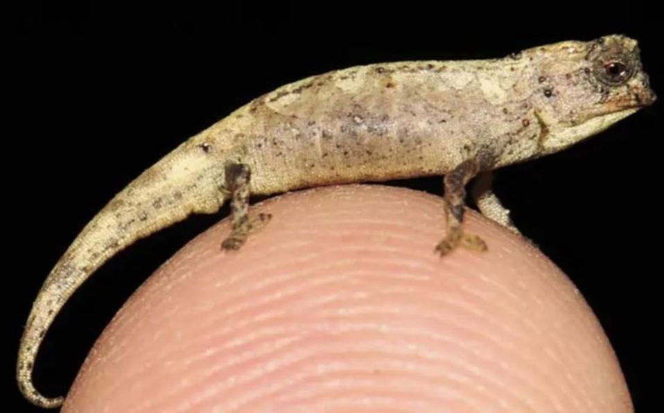 Este es el reptil más pequeño del mundo: Cabe en la punta de un dedo y vive en Madagascar (FOTOS)