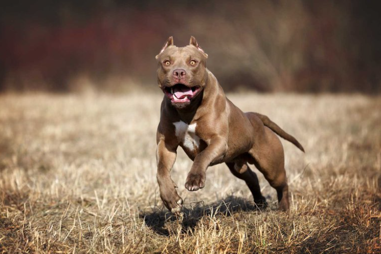 ¿Es realmente el pitbull “un perro asesino” o peligroso?