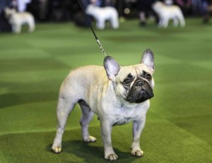 El bulldog francés se convirtió en el segundo perro más popular de Estados Unidos