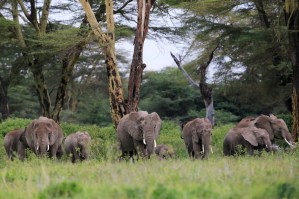 Elefantes o aguacates, el dilema de Kenia