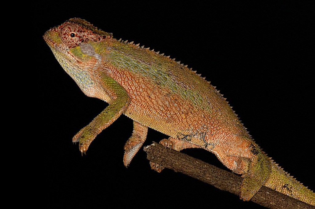 Descubren una nueva especie de camaleón endémico de las montañas centrales de Etiopía
