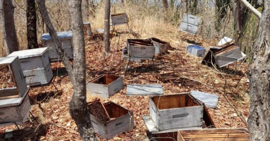 Delincuentes mataron a dos millones de abejas para robar su miel en Colombia