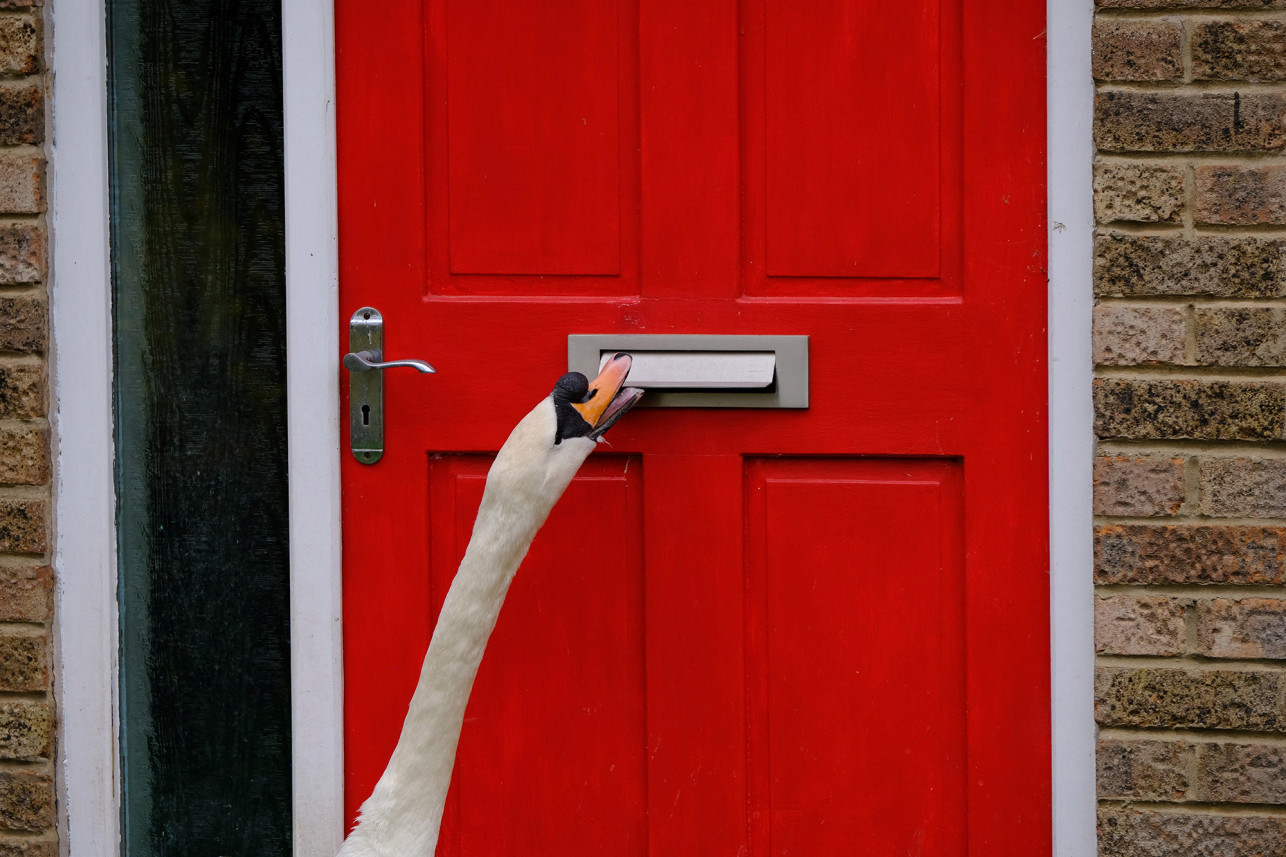 Este pueblo del Reino Unido tiene un gracioso cisne que le toca la puerta a los vecinos cuando llega el verano