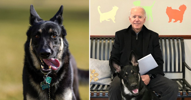 Los perros de Joe Biden fueron expulsados de la Casa Blanca