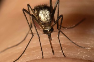 ¿Cómo huelen los mosquitos a los humanos para picarlos?