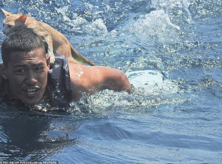 En FOTOS: Héroe desafió la furia del mar para rescatar cuatro gatos de un barco en llamas