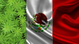 México se perfila como líder mundial del mercado de la marihuana