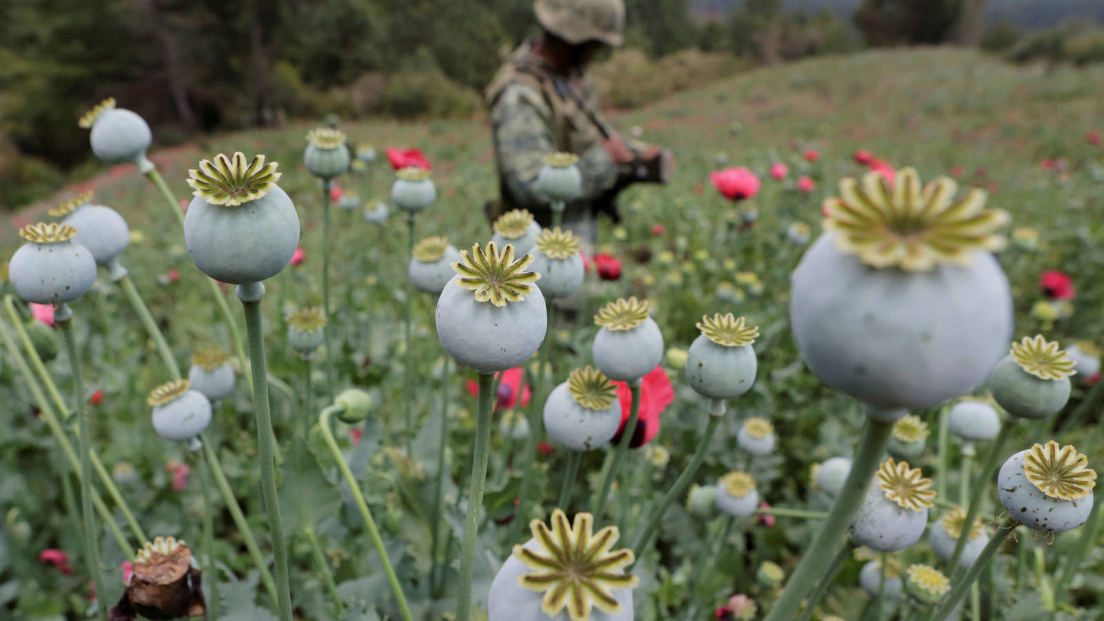 Dudas en México por la legalización de la marihuana y su impacto en la lucha contra el narcotráfico