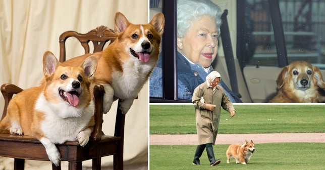 La Reina Isabel ha adoptado dos nuevos cachorros de Corgi para superar la enfermedad de su esposo Felipe