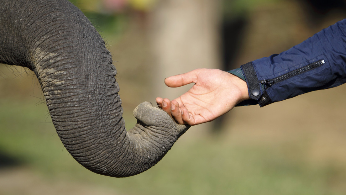 El conmovedor momento en que un elefante reconoció al veterinario que le salvó la vida hace 12 años (Video)
