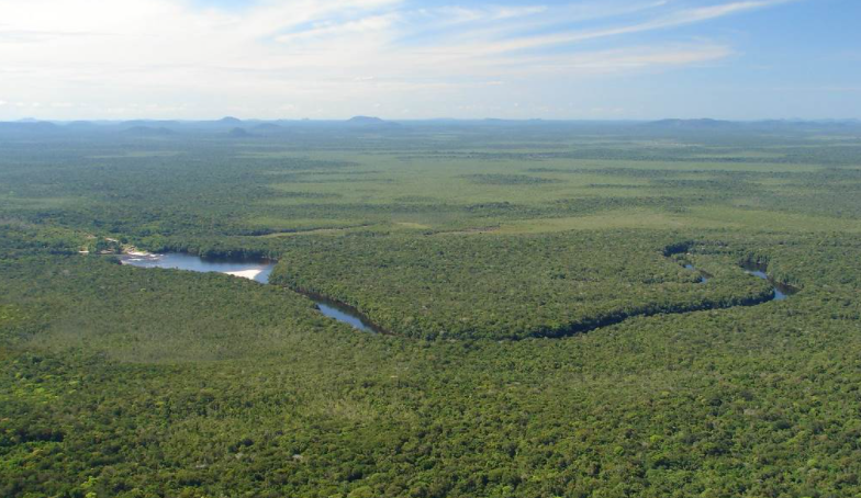 Más de diez mil especies están en peligro de extinción en la Amazonia