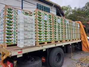 Por primera vez una empresa venezolana exportó mangos a Dubái